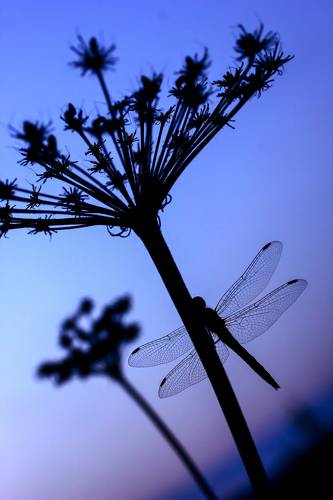 Чёрный дракон