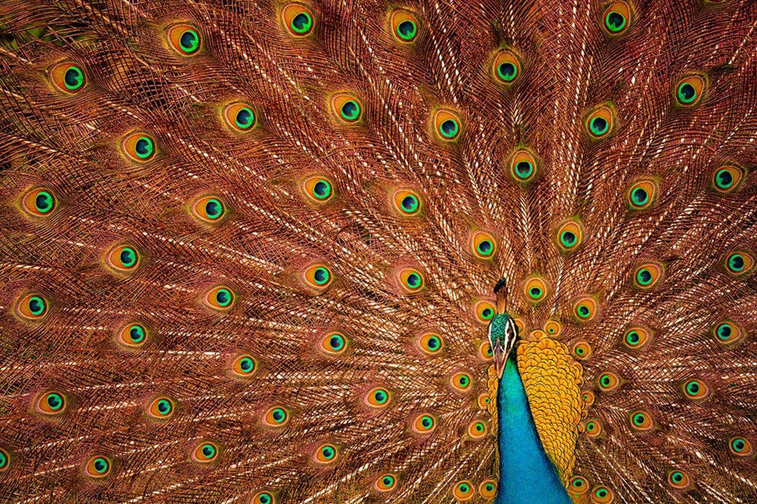 , Сергей Савви