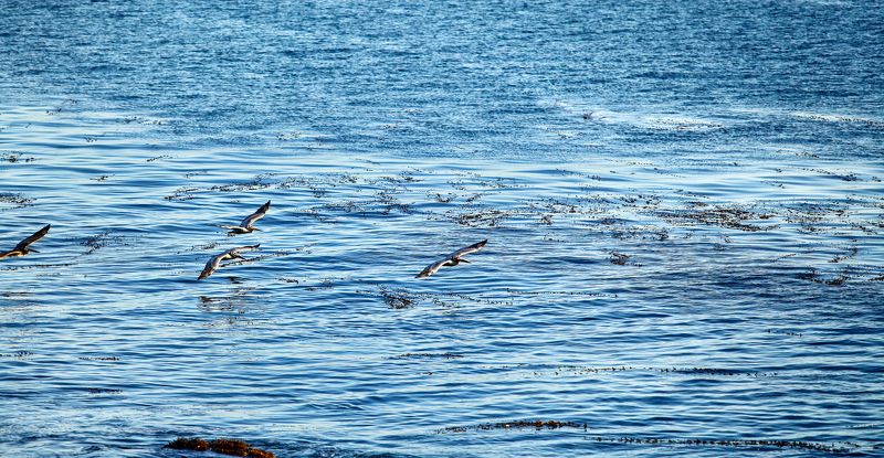 Пеликаны часть 3 фото превью