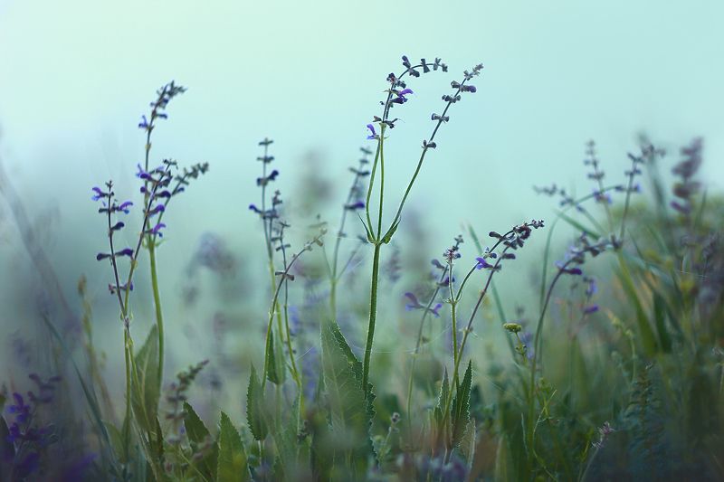 природа, растения, травы, цветы, шалфей, луг, лето, утро Узелковое письмо фото превью