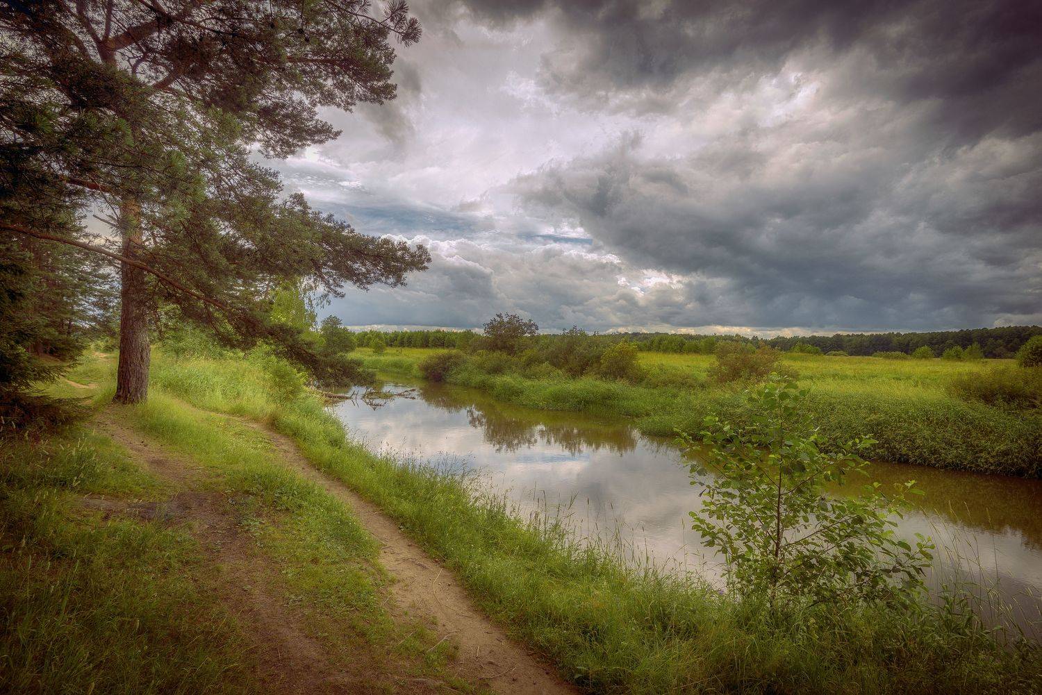 река, сосна, лето, облака, шерна, Сергей Аникин