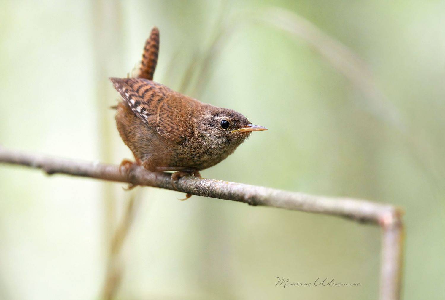 , Татьяна Шаньшина