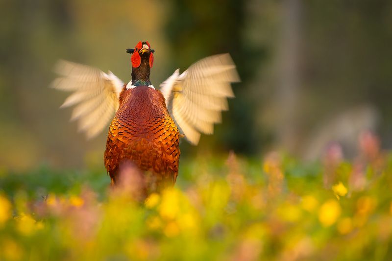 Pheasant фото превью