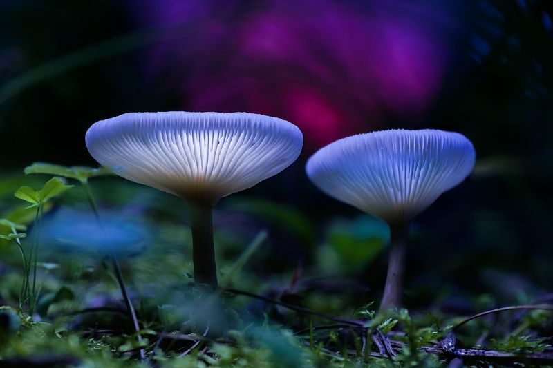 梦幻蘑菇 фото превью