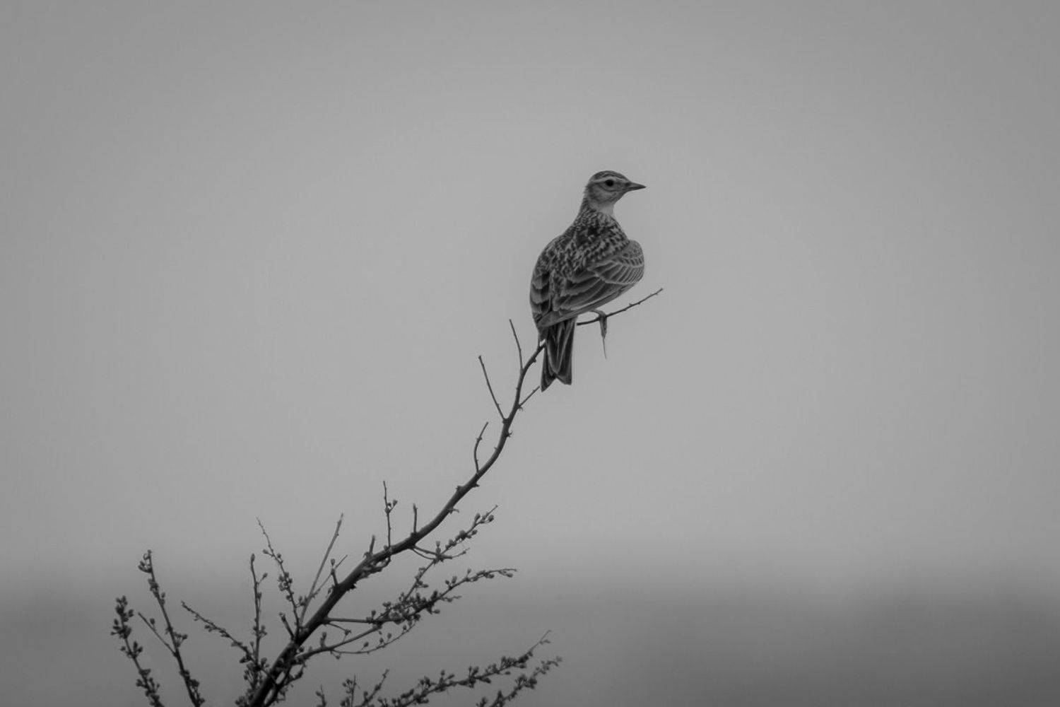 птицы, birds, жаворонок, wildlife, лето, summer,lark, Алексей Юденков