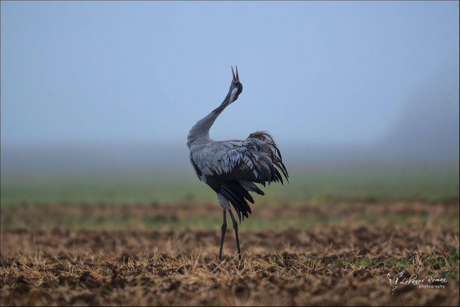 серый, журавль, лобанов, пересвет, птицы, Лобанов Роман