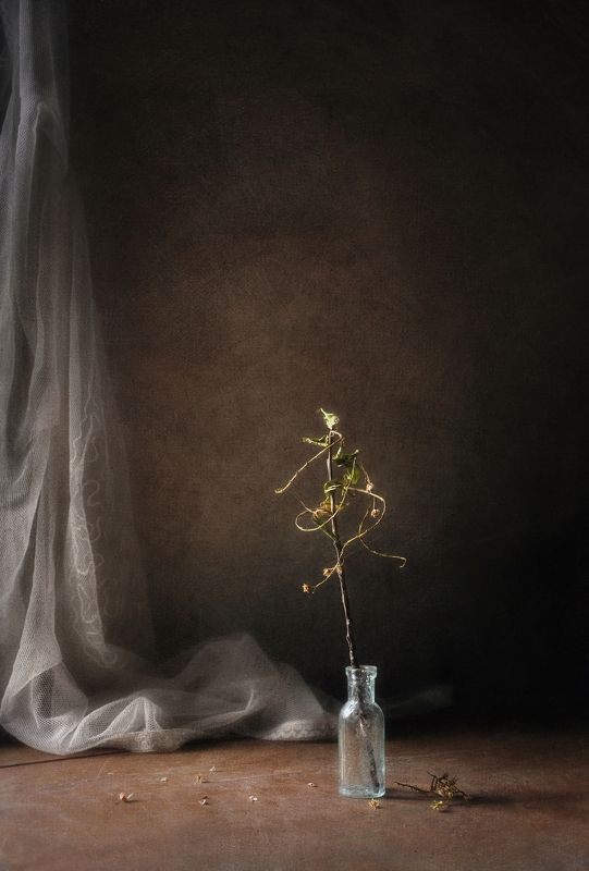 Маленькая черемуха фото превью