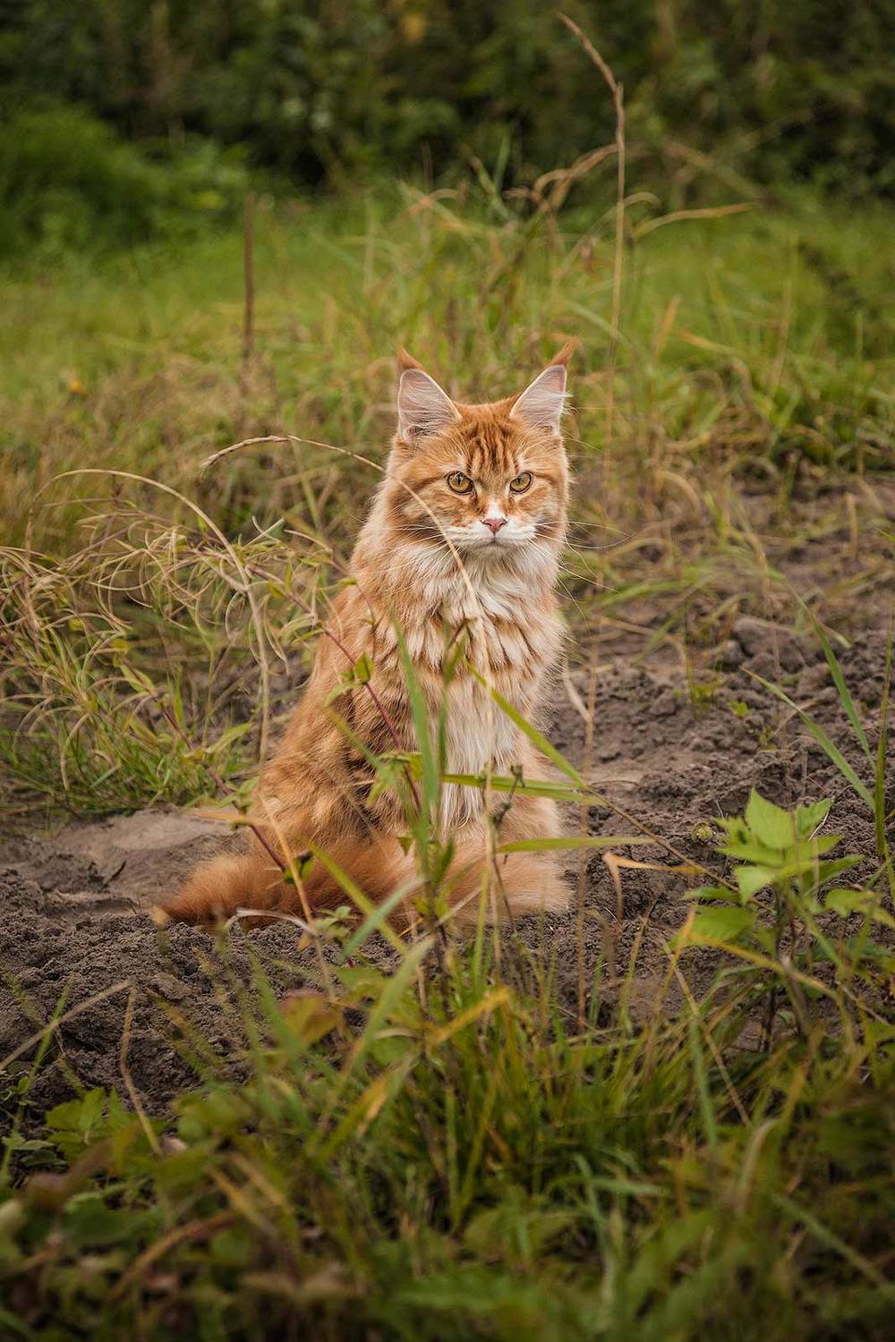 , Напалкин Станислав