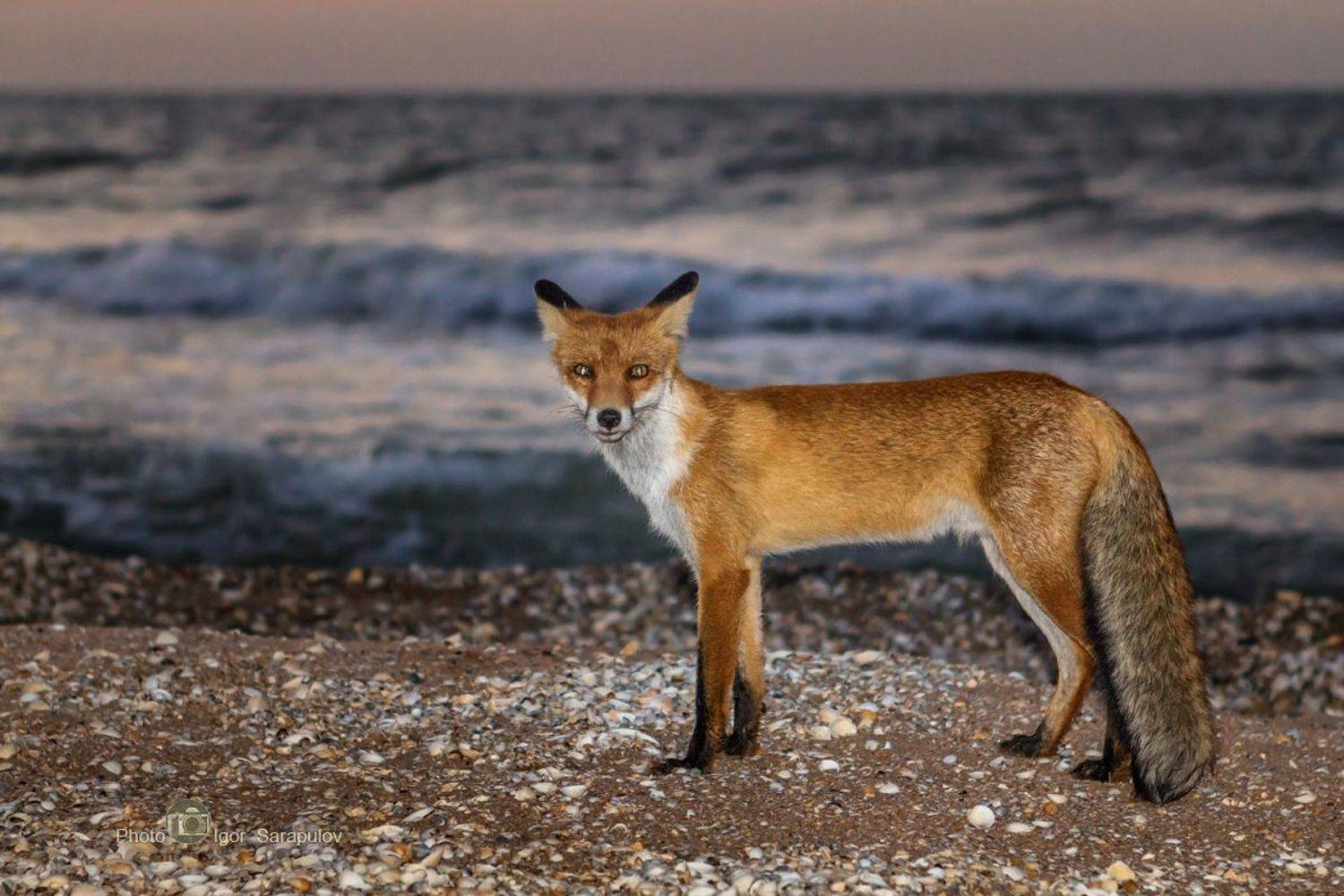 фото животных, фотоохота, природный парк караларский, побережье,  лис, крым, караларский природный парк, генеральские пляжи, взор, взгляд, вечер на море, барсучья бухта, canon photo, Сарапулов Игорь