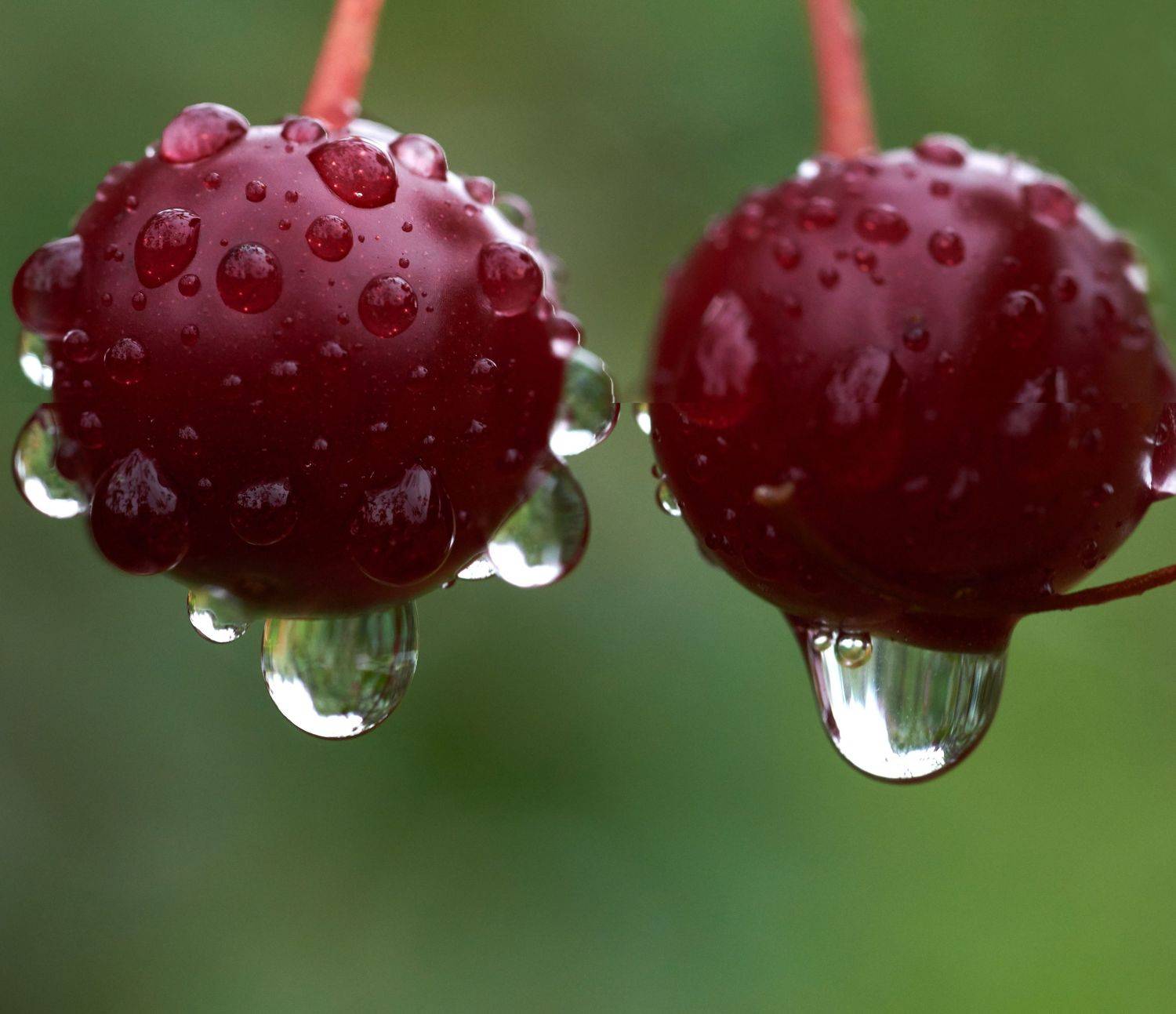 , Владимир Краснов