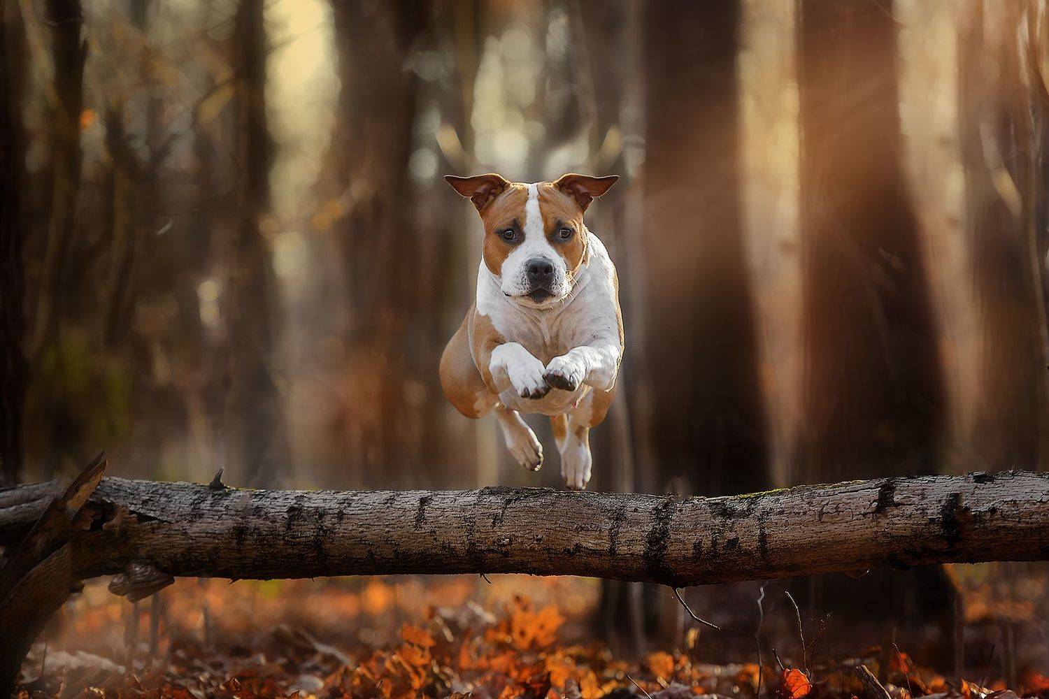 домашние животные собаки движение прыжки, Черняховский Виталий