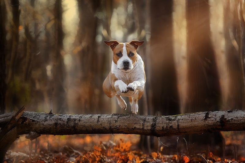 домашние животные собаки движение прыжки Пролетая над гнездом кукушки)) фото превью