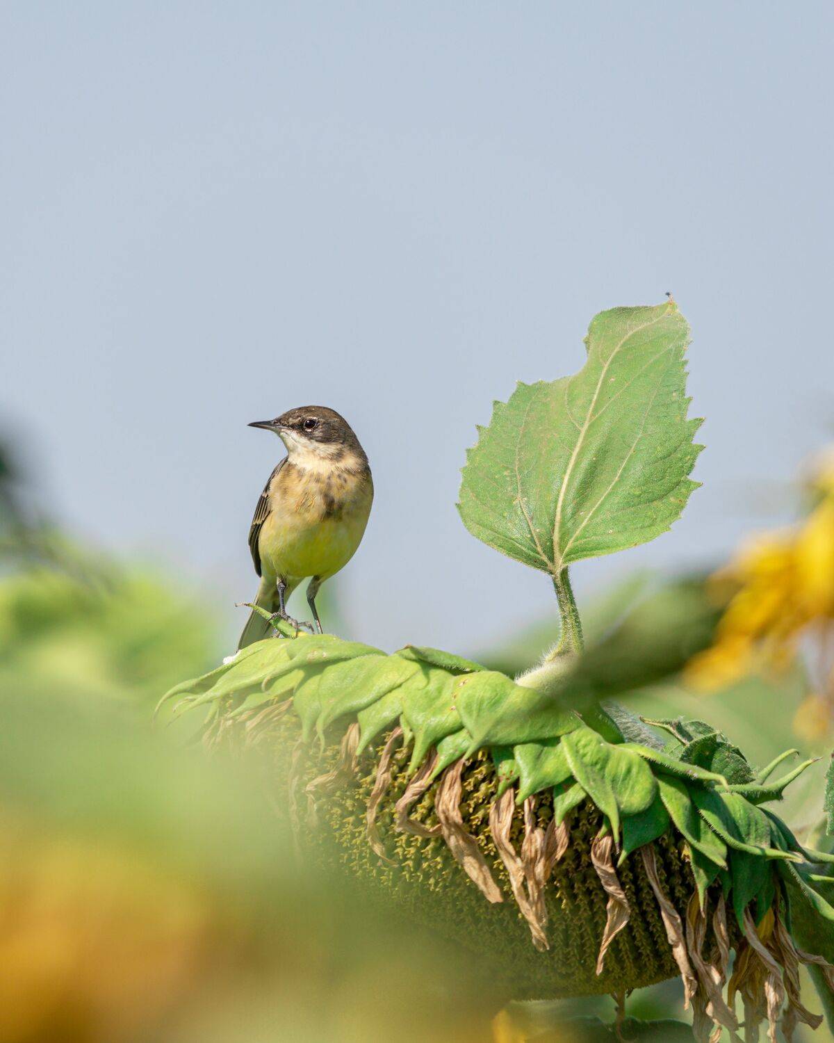 жёлтая, трясогузка, Алексей Рыльский