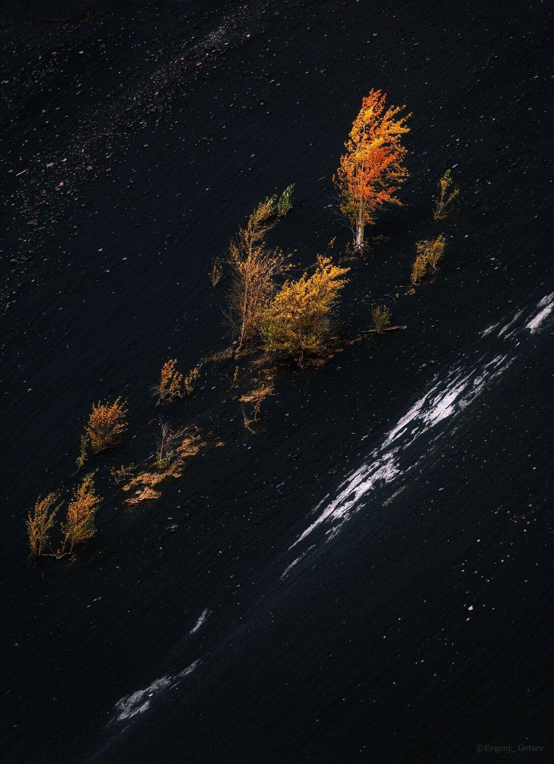 осень, деревья, желтый, черный, Евгений Гецев