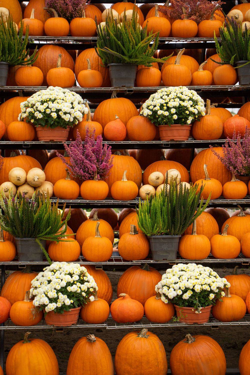 , Жорнова Светлана