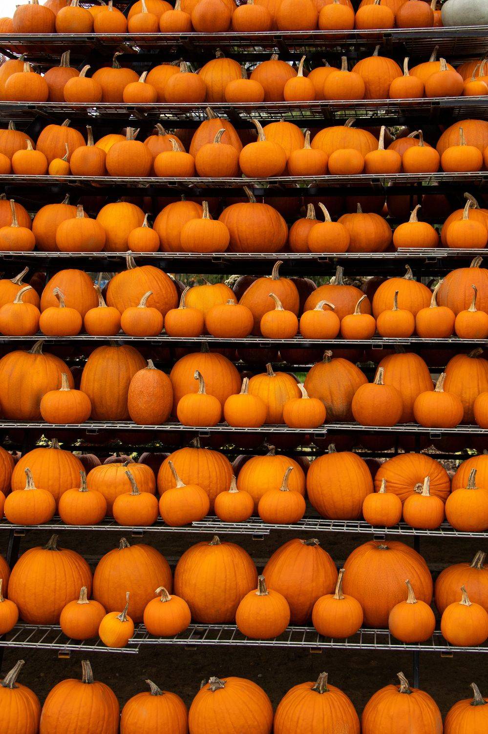 , Жорнова Светлана