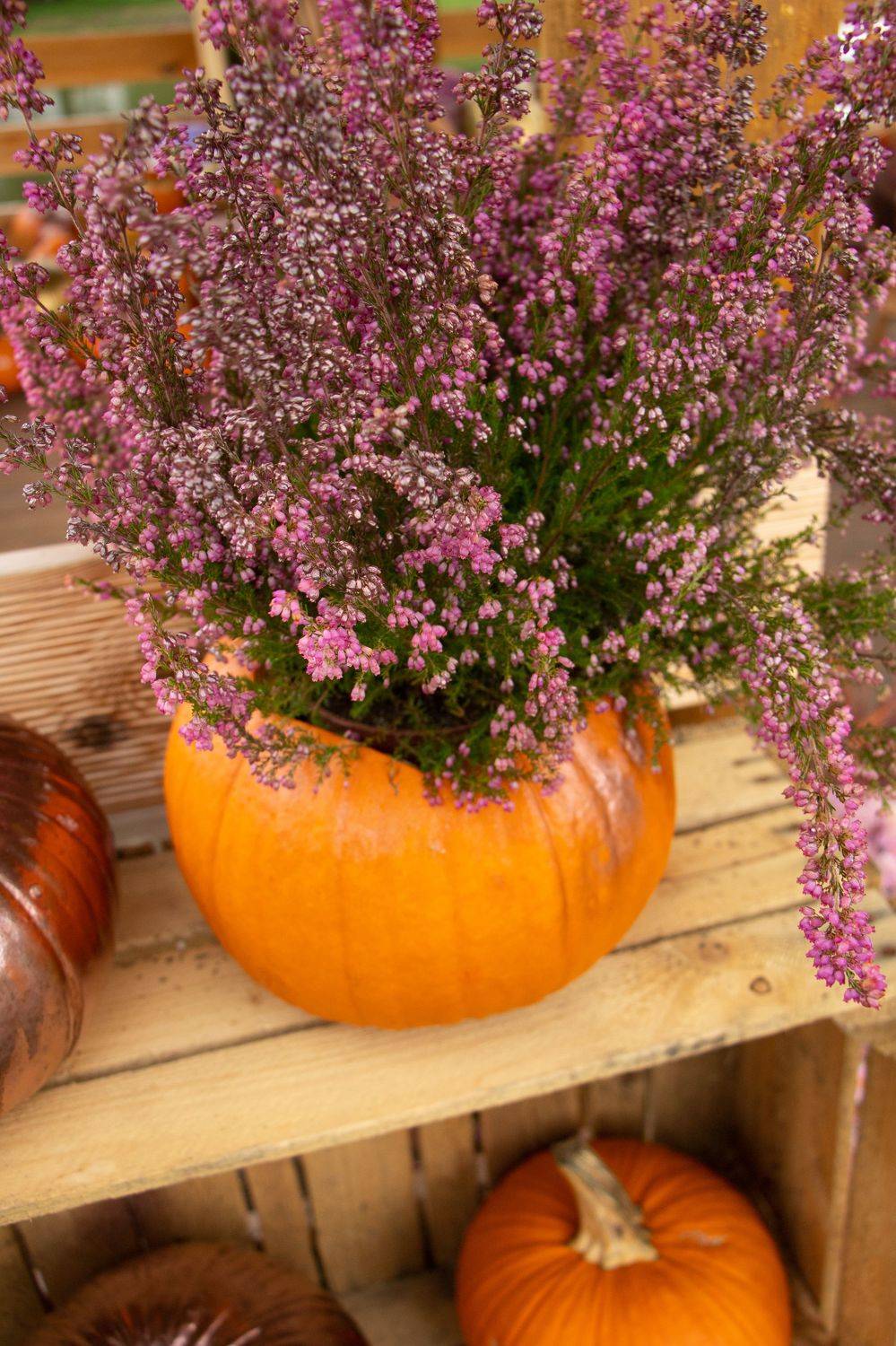 , Жорнова Светлана