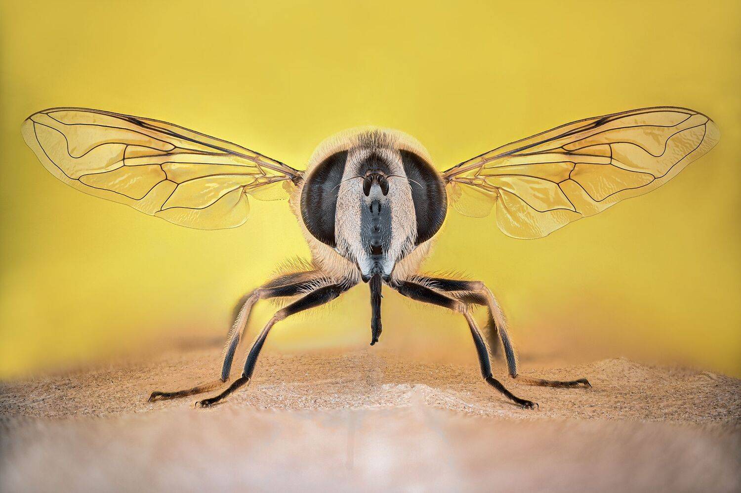 ceclii, macro, Tsvetan Ganev