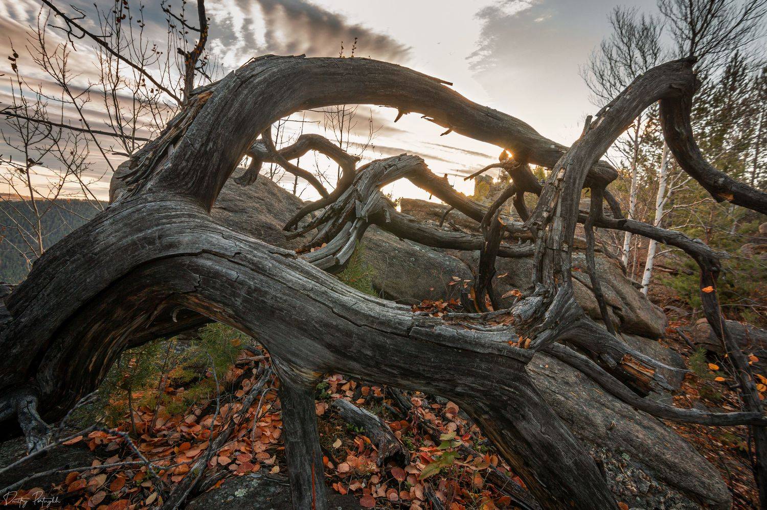 лес, камни, пейзаж, природа, корни, рассвет, Портных Дмитрий