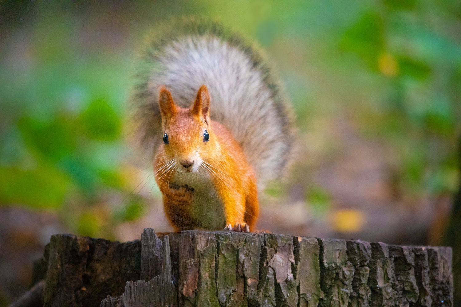 , Чудинин Дмитрий