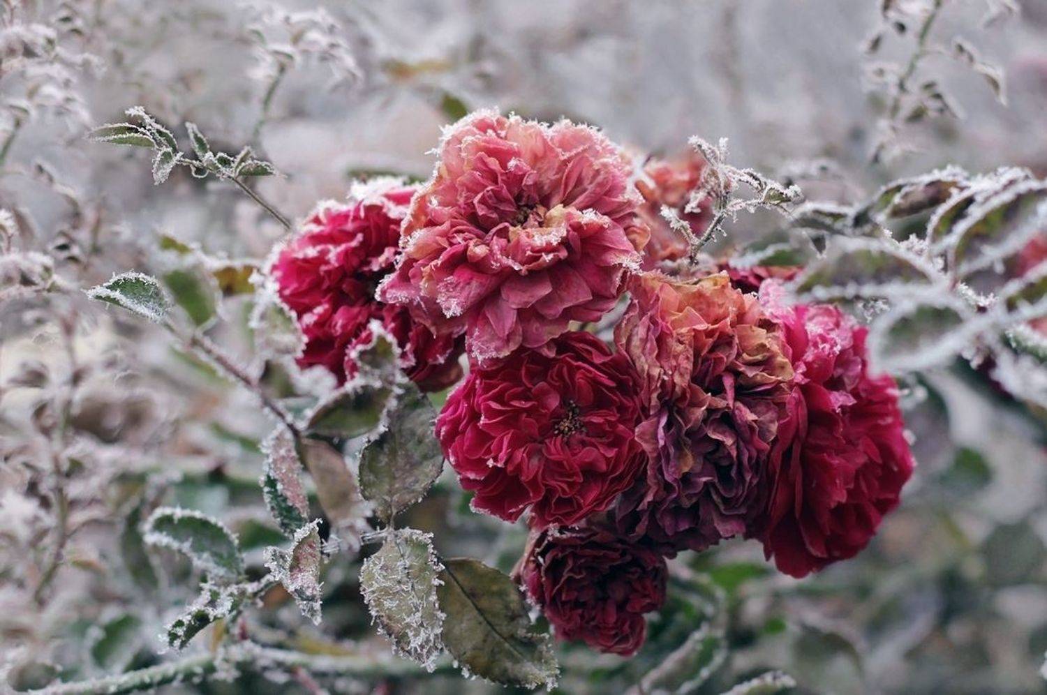 , Лайко Марина