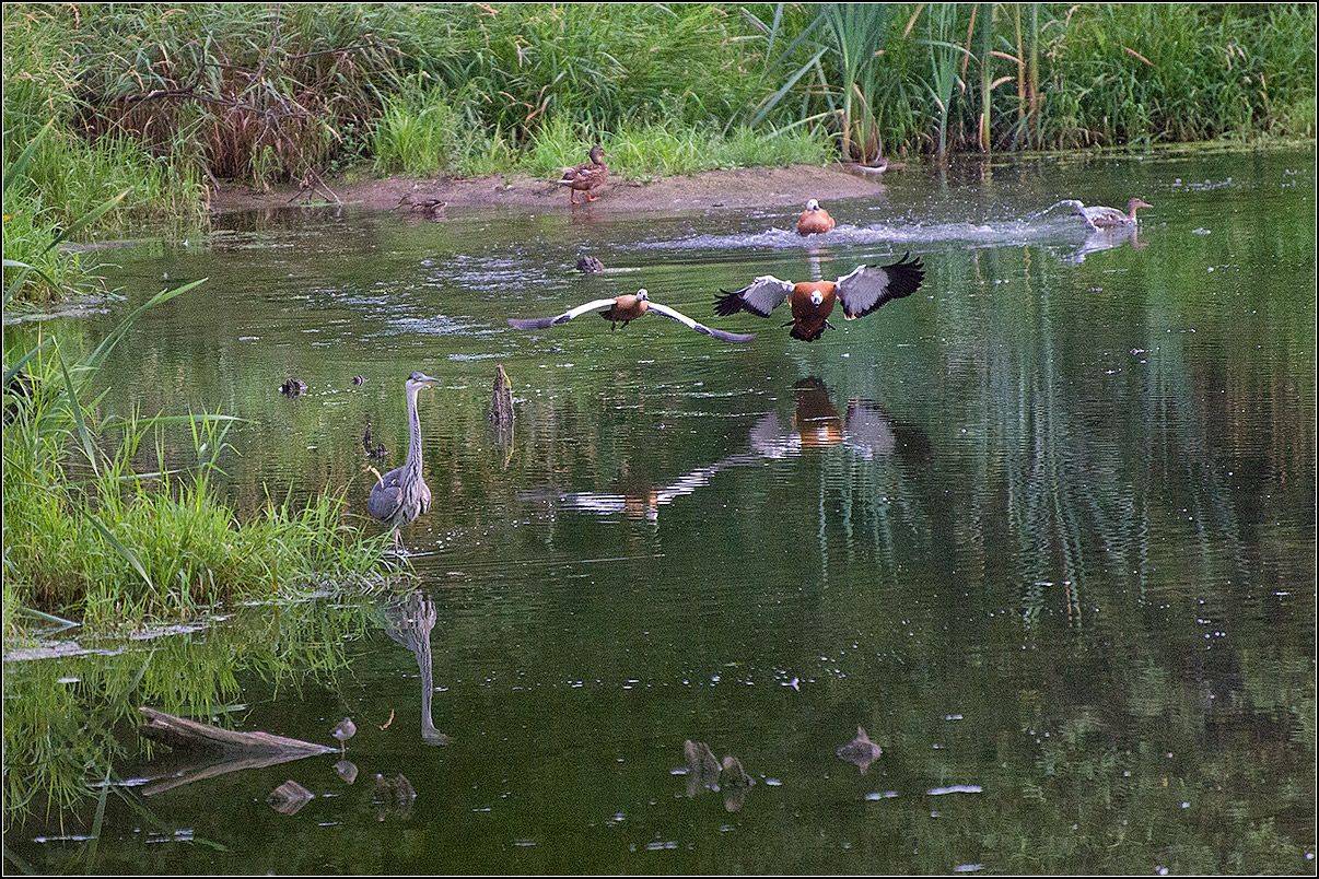 москва, парк, птицы, АНАТОЛИЙ ДОВЫДЕНКО
