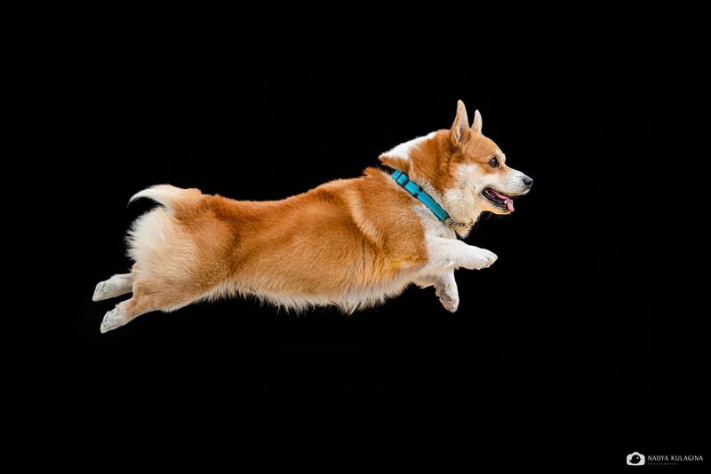 Can corgis fly? фото превью