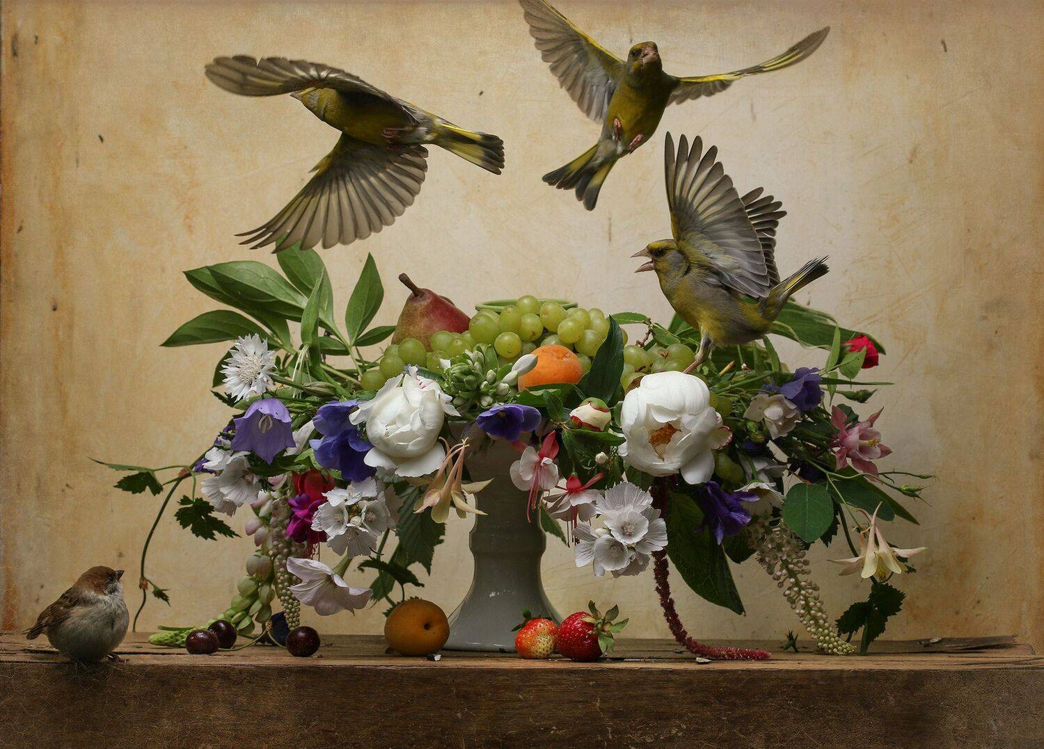 carduelis chloris, Хромушин Олег