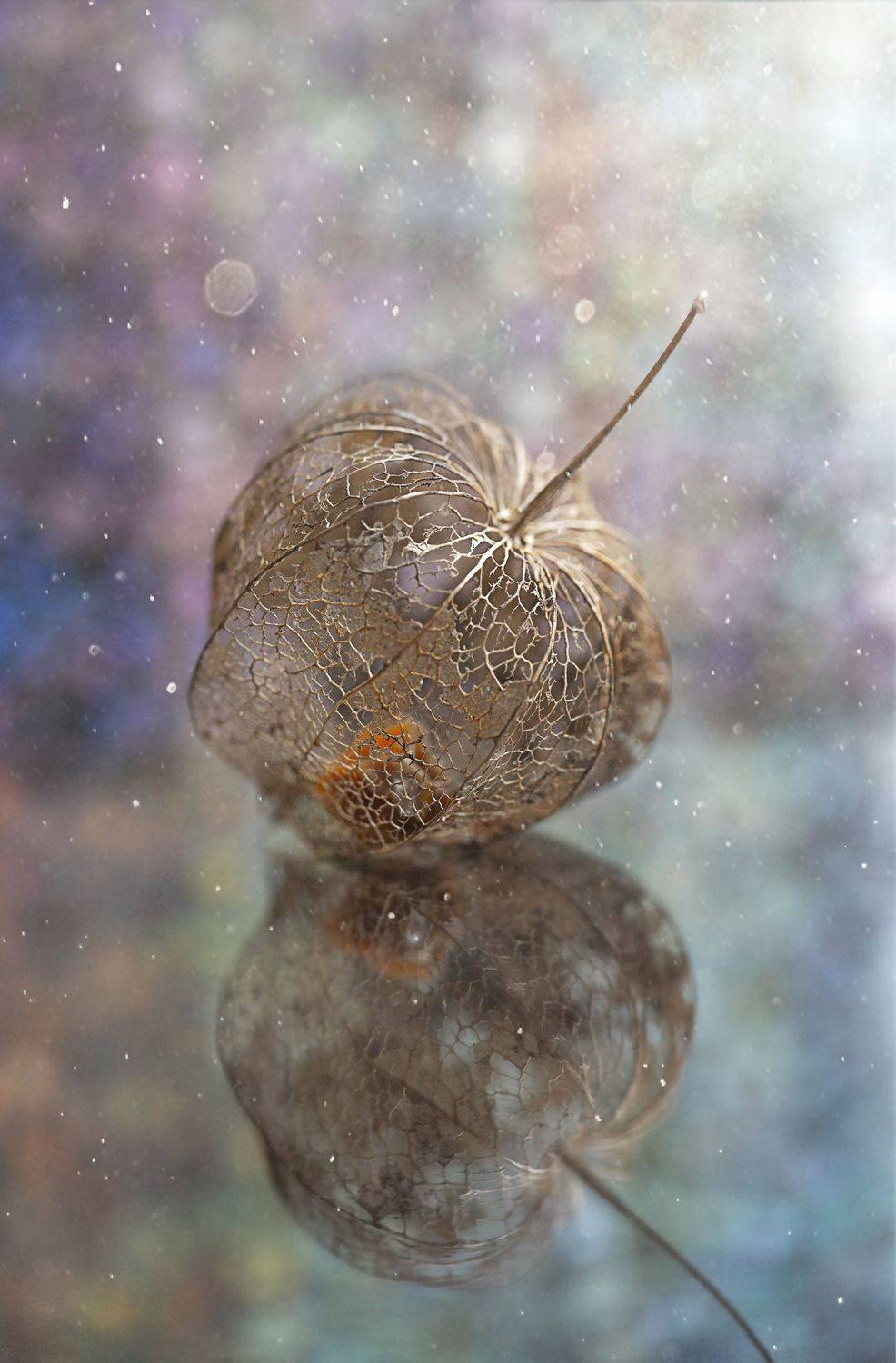 макро, натюрморт, macro, bokeh, still life, Мария Обидина