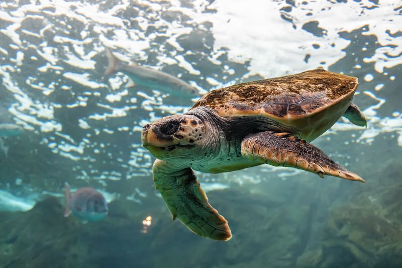 Sea turtle фото превью