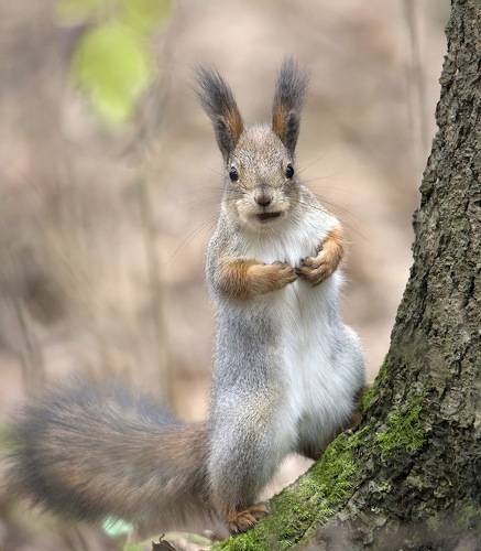 Реальная белка