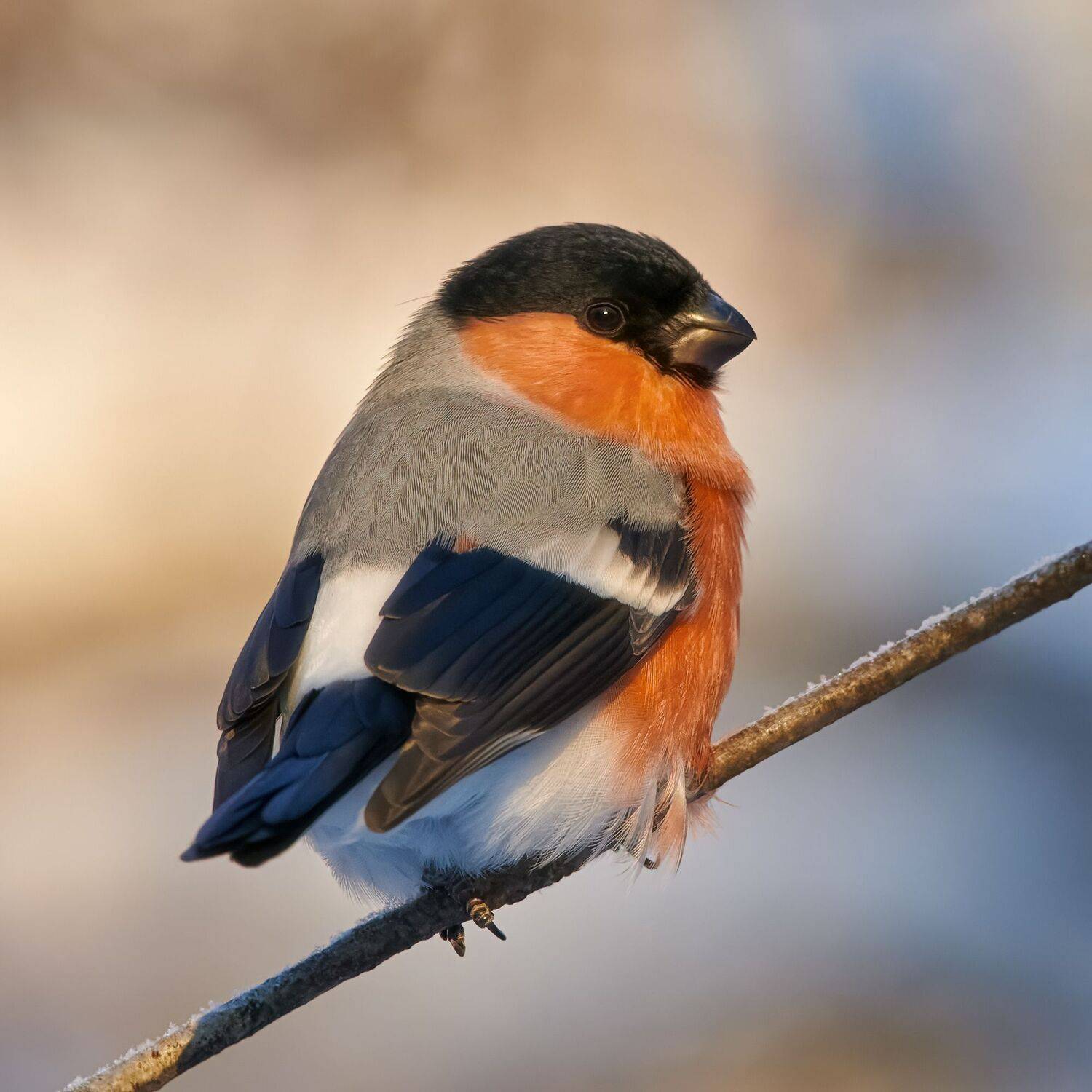 #bird #wildlife #nature #birdphotography, Александр Семенов