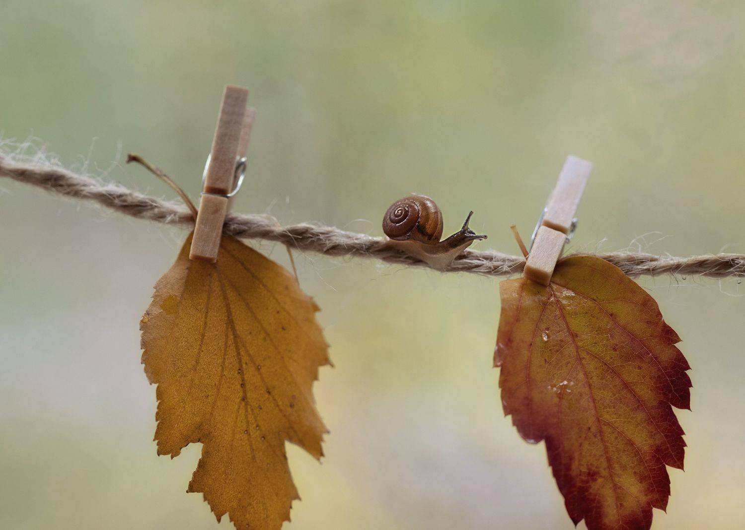 макро, улитки, осень, листья, macro, snail, autumn, leaves, Мария Обидина