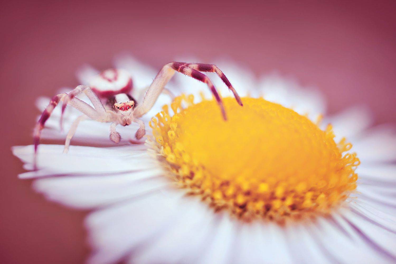 насекомое, паук, цветок, макро, лето, сказка, диджей,  Vera Vision