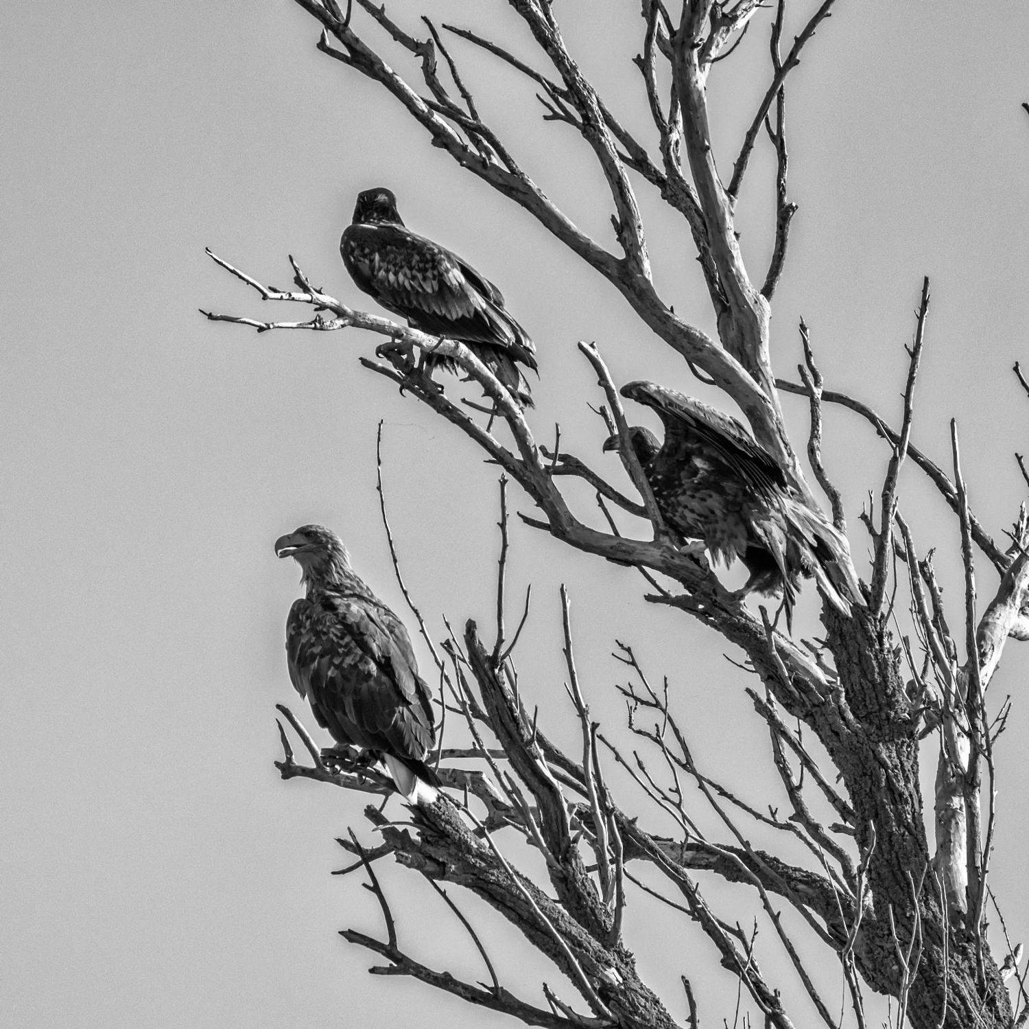 заповедник орланы., Анатолий Салтыков