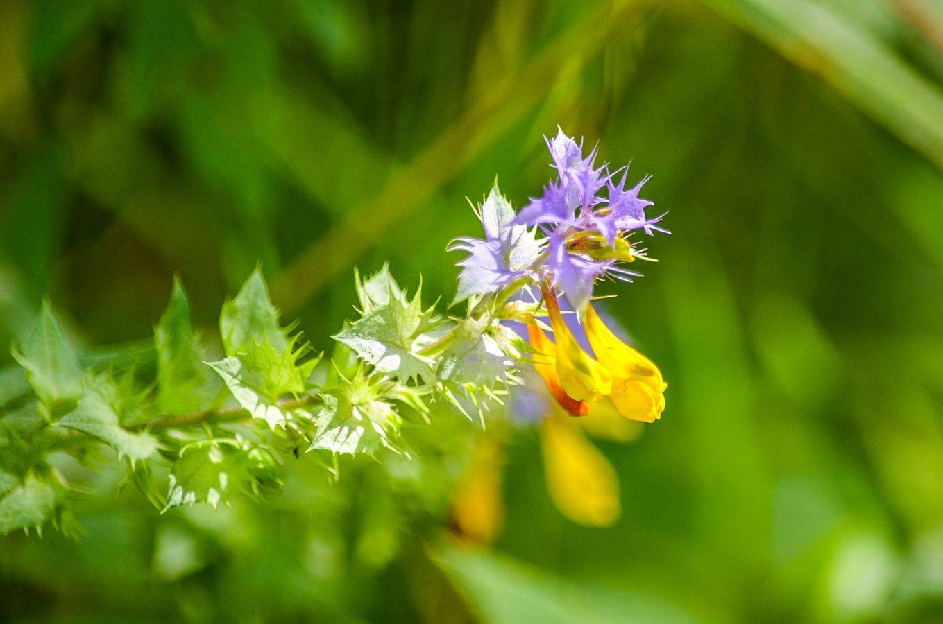 иван-да-марья, КарОл