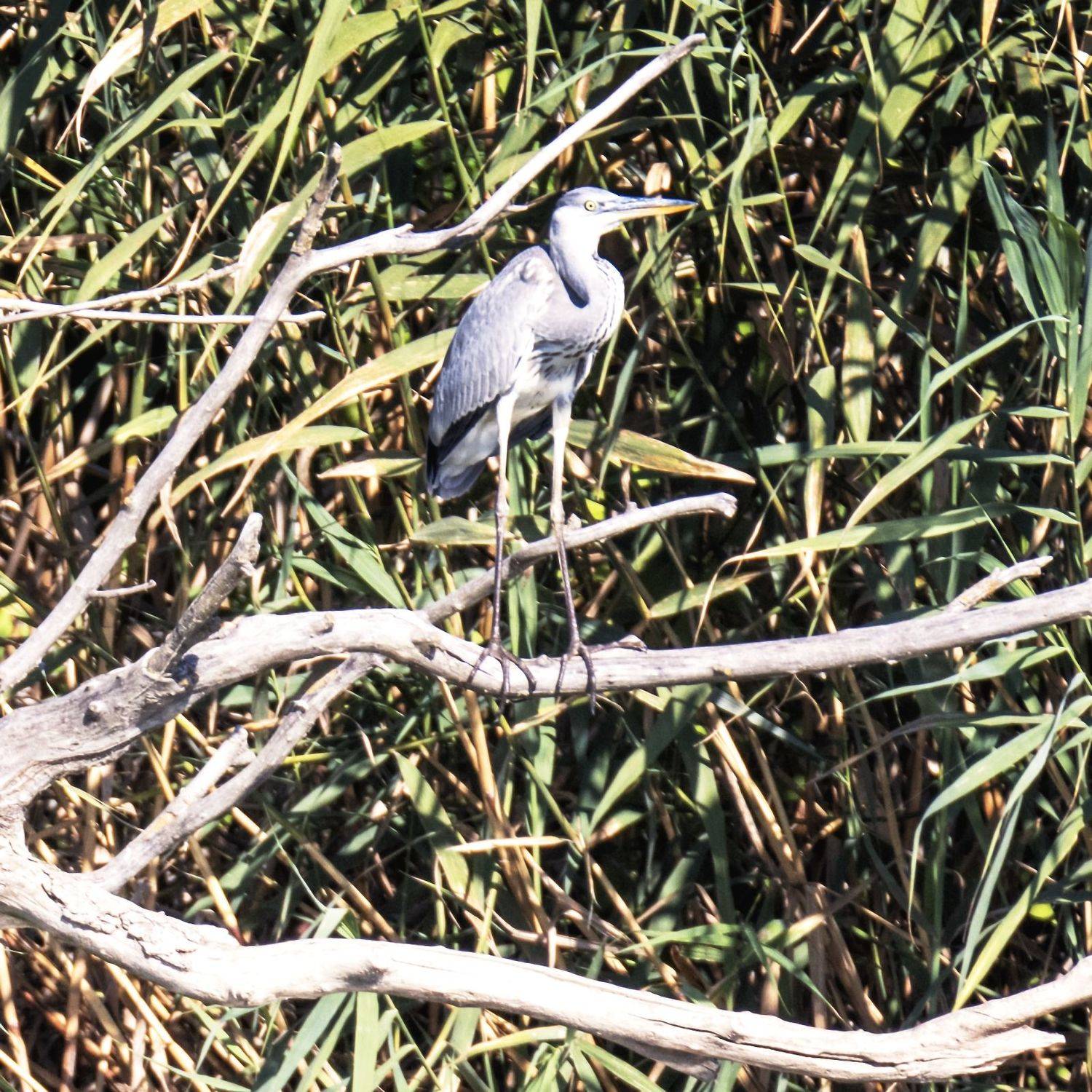 заповедник серая цапля, Анатолий Салтыков