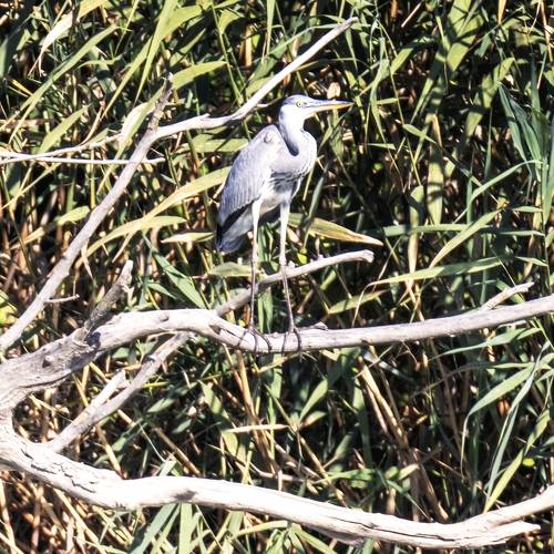 Серая цапля.