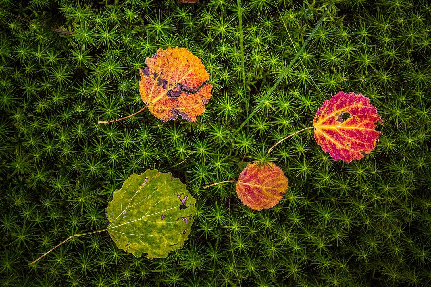 , Напалкин Станислав