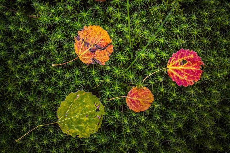 Лесной ковёр фото превью