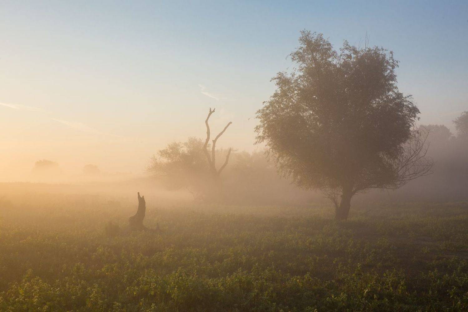 утро туман состояние рассвет, Дмитрий Алексеев