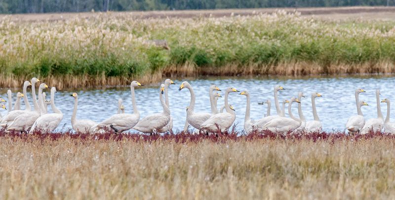 птица, лебедь кликун, стая, осень стая.. фото превью