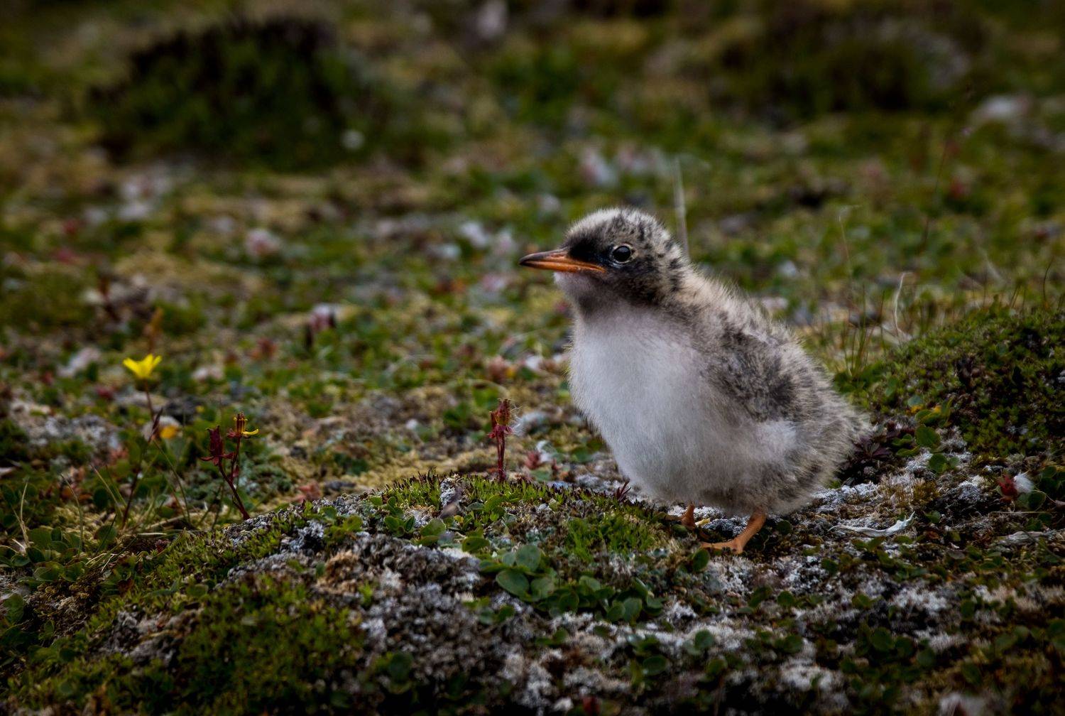 архипелаг новая земля, нд, остров бритвин, русский север нд, птенец полярной крачки, птенец, полярная крачка, чайка, крачка, север, русский север, Nadezhda Demkina