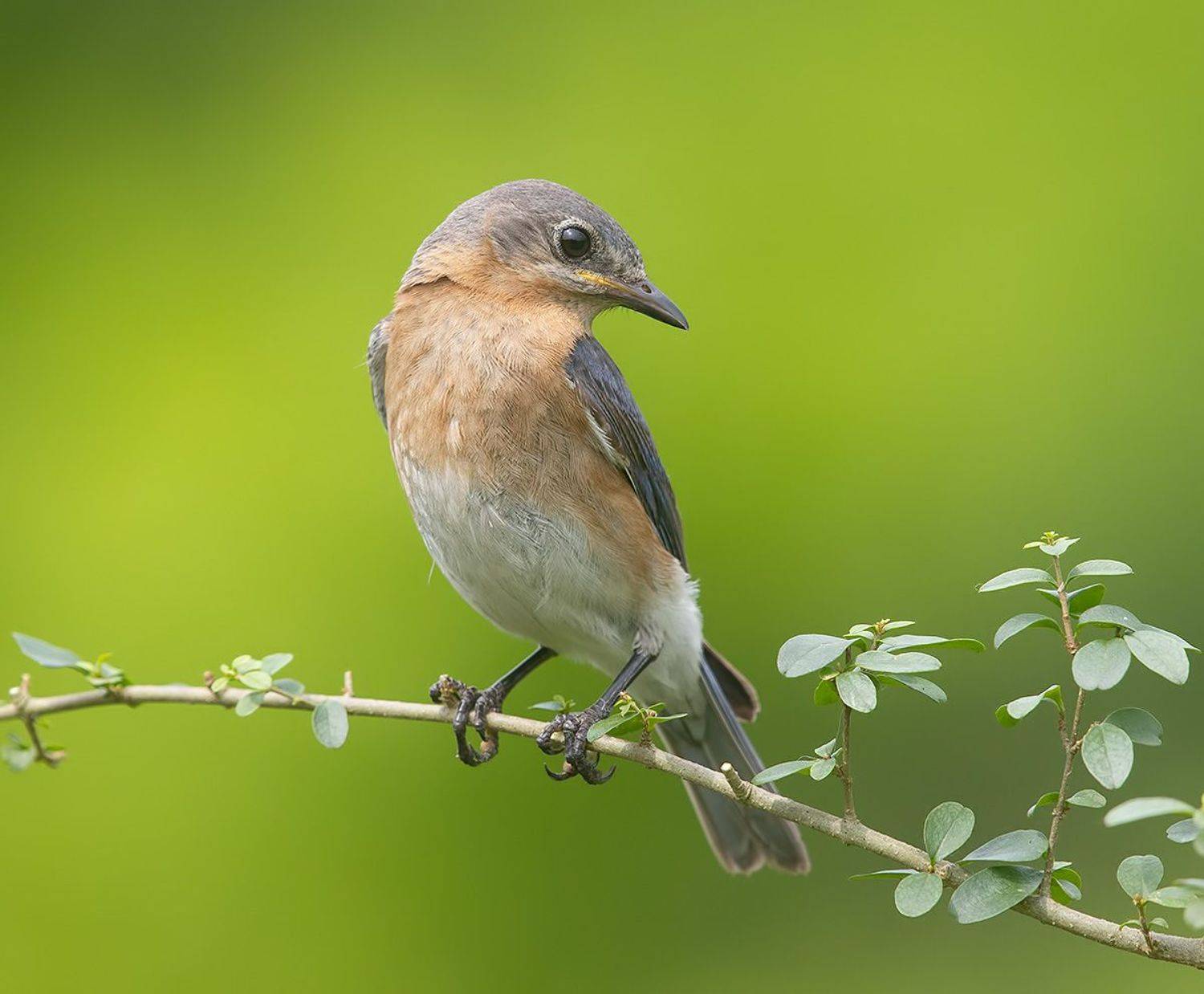восточная сиалия, eastern bluebird,bluebird, Etkind Elizabeth
