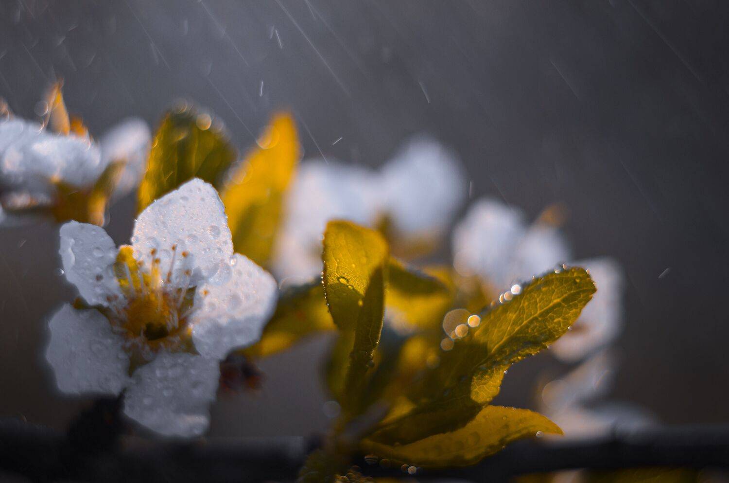 Цветы, цветущие деревья, растения, весна, дождь, капли воды, Shadow Anna