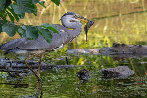 Удачная рыбалка