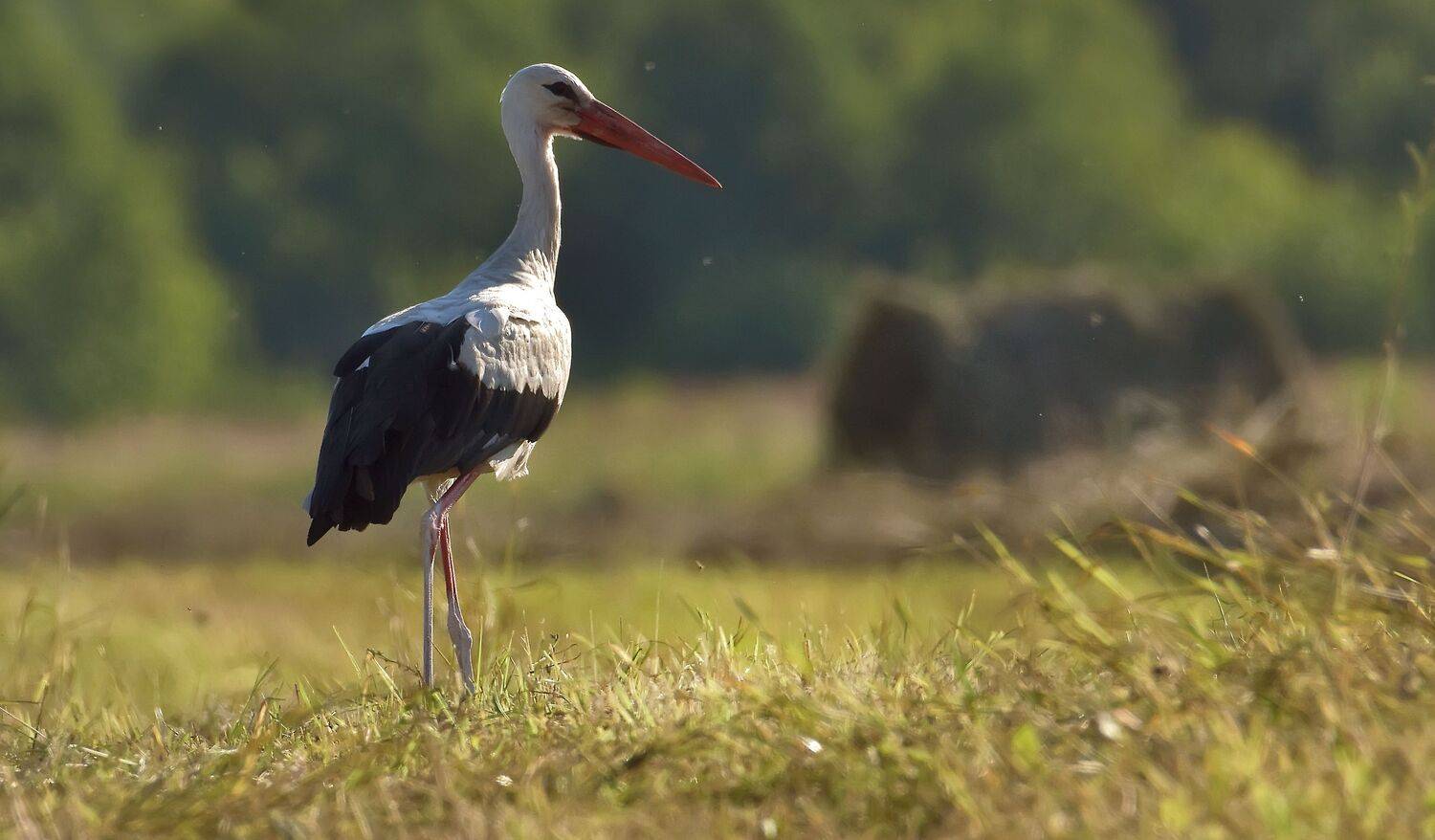 , Макеев Алексей