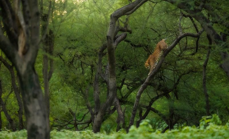 leopard, animal, nature, wildlife, wild Leopard Climbing Down фото превью