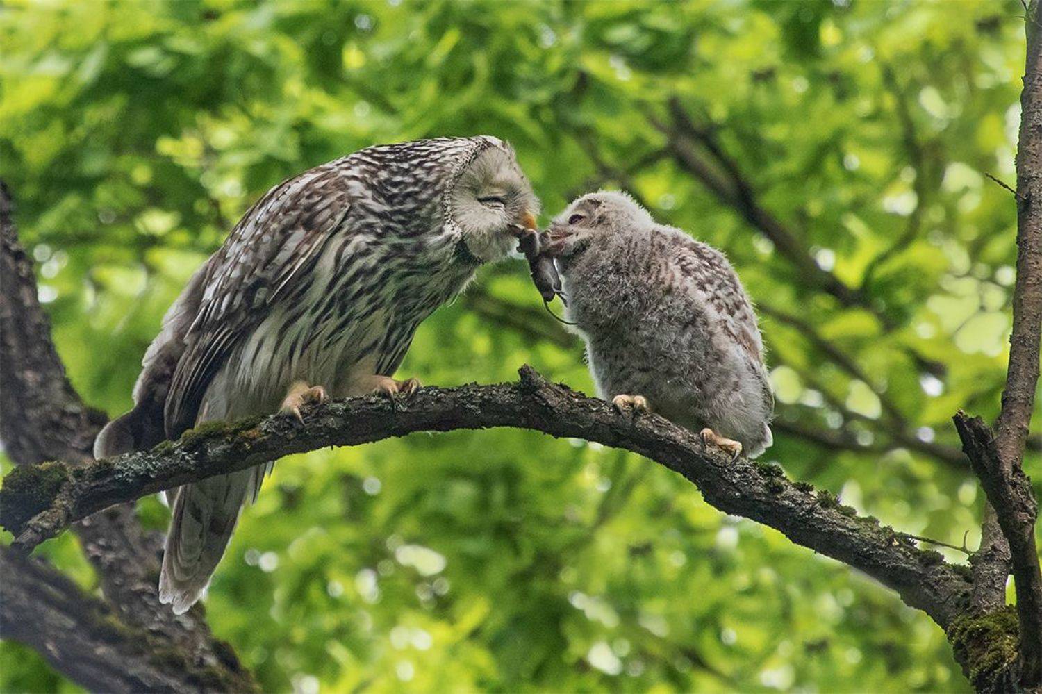птица, сова, мышь, птенец, Наталия Сытина