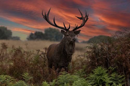 Red Deer